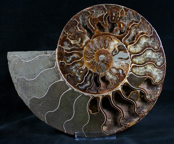 Split Ammonite Half - Agatized Chambers #7574